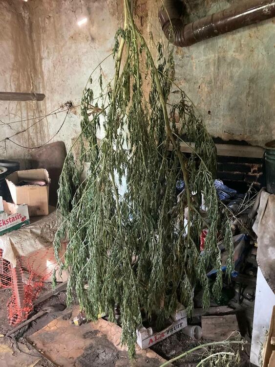 Задържаха баща и син за отглеждане на канабис