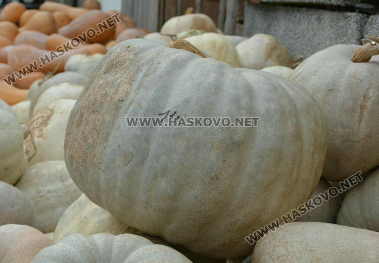 По 80 ст/кг са тиквите в Горски извор, в хипермаркета – тройно по-скъпи
