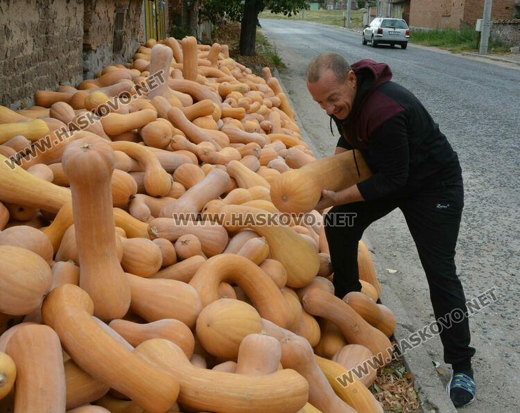 По 80 ст/кг са тиквите в Горски извор, в хипермаркета – тройно по-скъпи