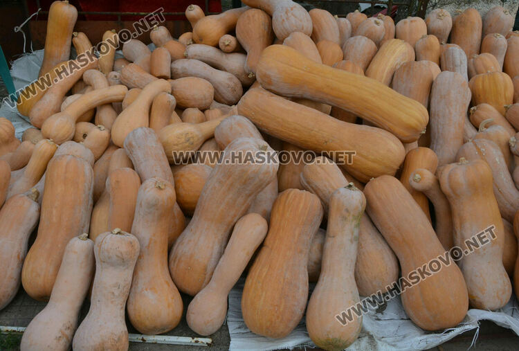 По 80 ст/кг са тиквите в Горски извор, в хипермаркета – тройно по-скъпи