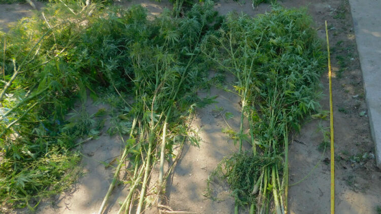 Пернишки полицаи изкорениха 1100 растения коноп, арестуваха мъж