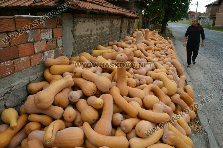 По 80 ст/кг са тиквите в Горски извор, в хипермаркета – тройно по-скъпи