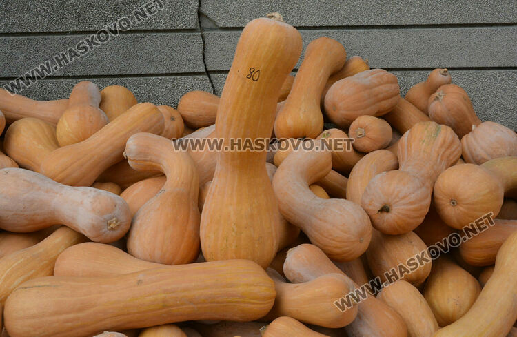 По 80 ст/кг са тиквите в Горски извор, в хипермаркета – тройно по-скъпи