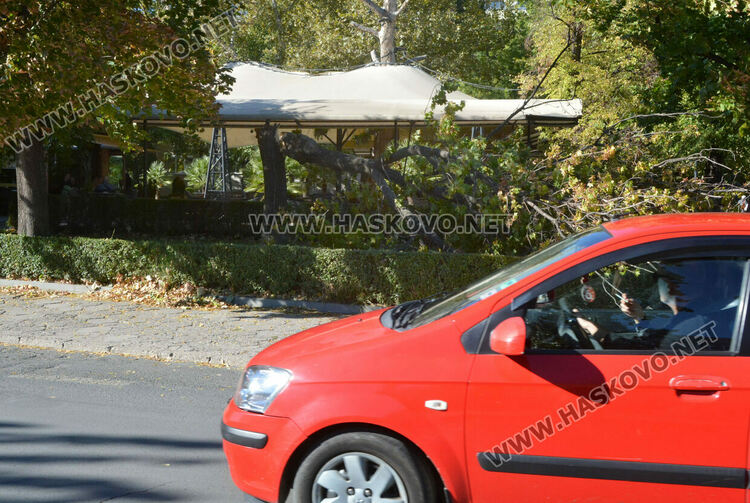 Вятърът счупи дърво до заведение на „Лебеда“ 