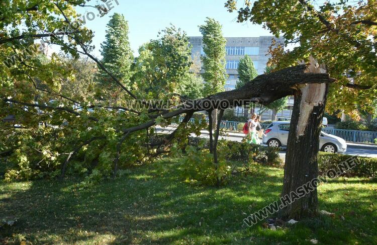 Вятърът счупи дърво до заведение на „Лебеда“ 