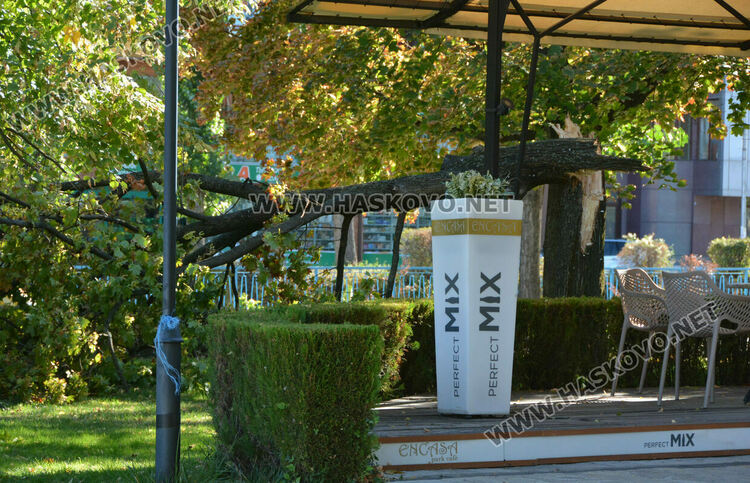 Вятърът счупи дърво до заведение на „Лебеда“ 