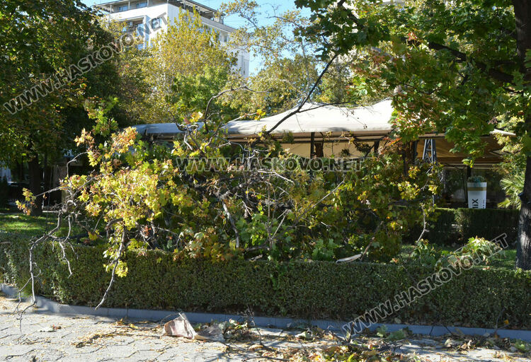 Вятърът счупи дърво до заведение на „Лебеда“ 