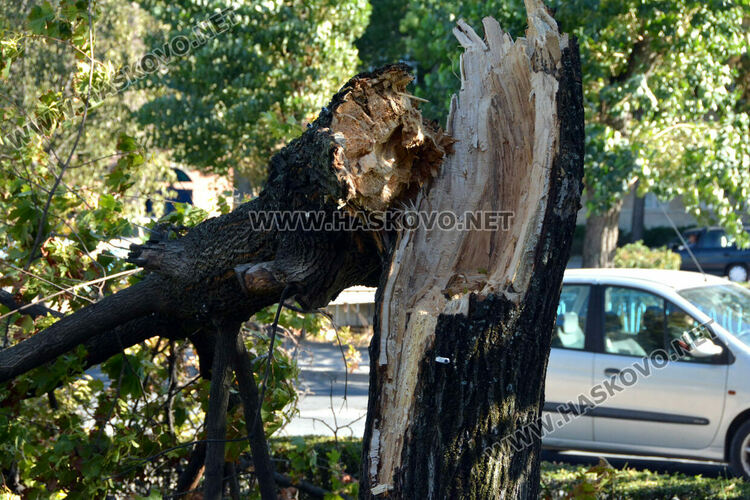 Вятърът счупи дърво до заведение на „Лебеда“ 