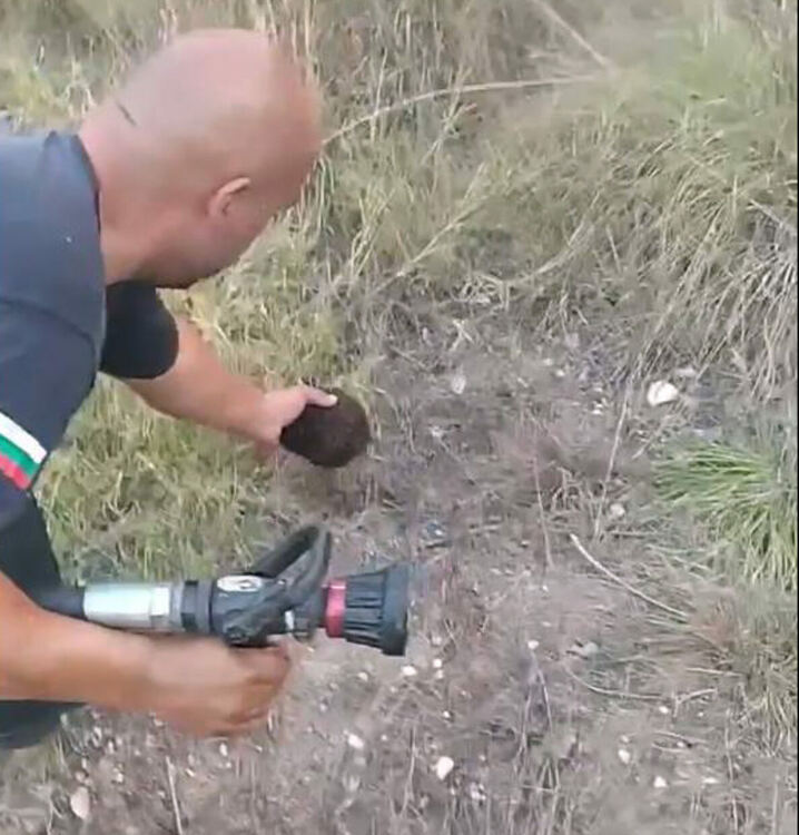 Огнеборец спаси таралеж, обгорял в пожар