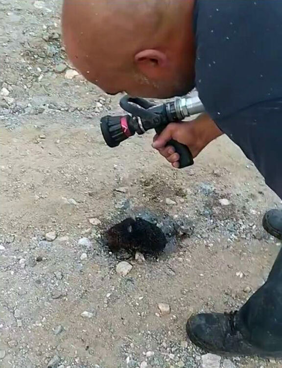 Огнеборец спаси таралеж, обгорял в пожар