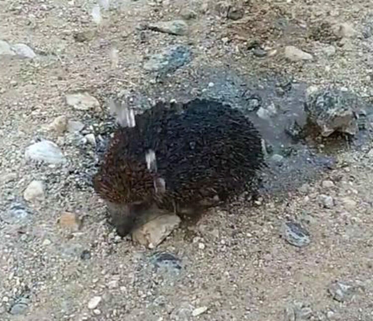 Огнеборец спаси таралеж, обгорял в пожар