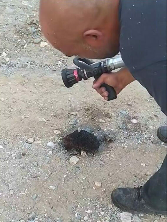 Огнеборец спаси таралеж, обгорял в пожар