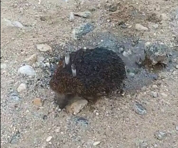 Огнеборец спаси таралеж, обгорял в пожар