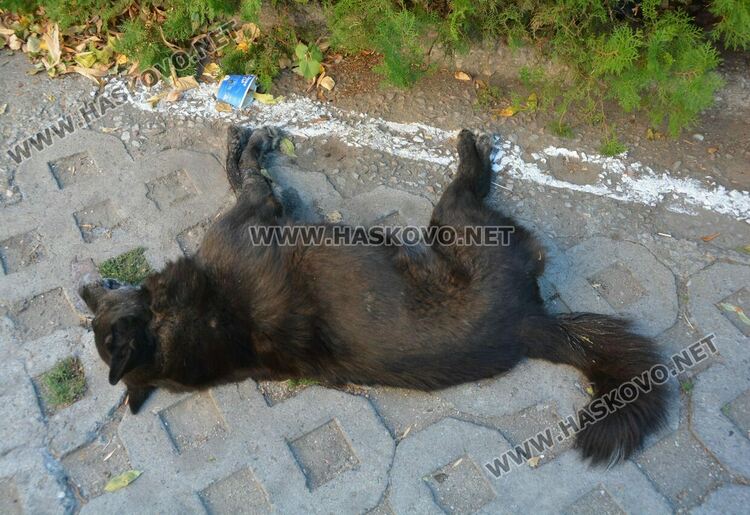 Откриха мъртво куче в центъра на Хасково. Предполагат, че е отровено