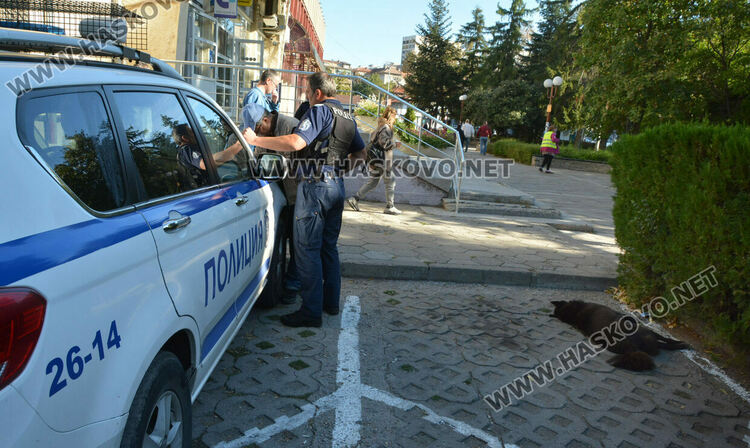 Откриха мъртво куче в центъра на Хасково. Предполагат, че е отровено