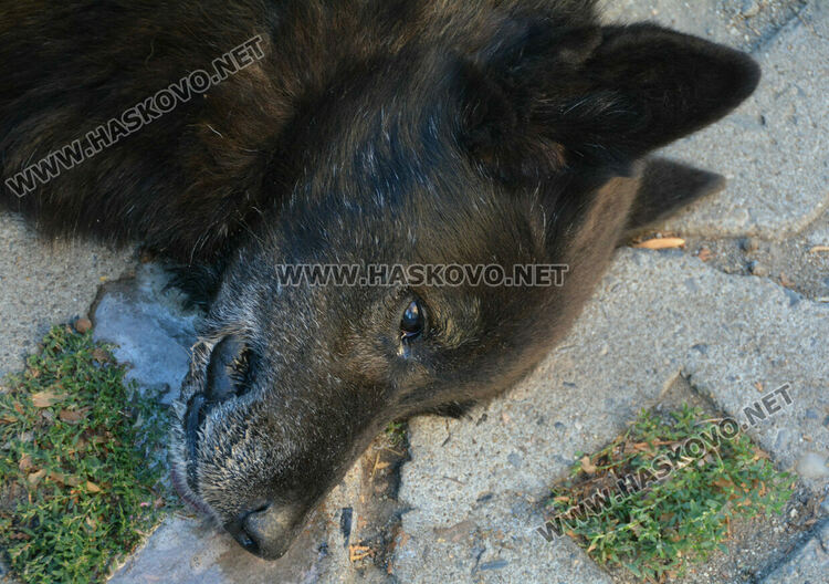 Откриха мъртво куче в центъра на Хасково. Предполагат, че е отровено