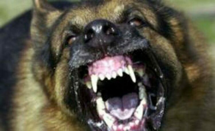 Домашно куче нахапа и умъртви други две в Хасково