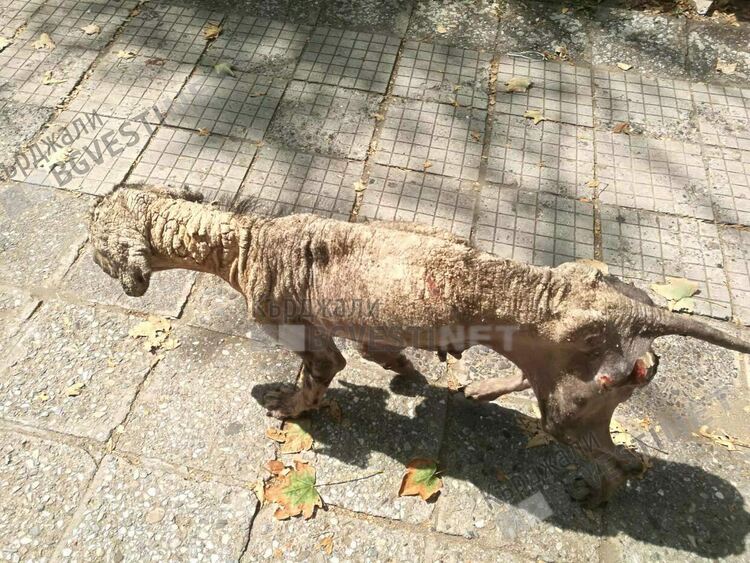 Две дела се водят срещу Общината от нахапани от бездомни кучета, кастрират  масово животните