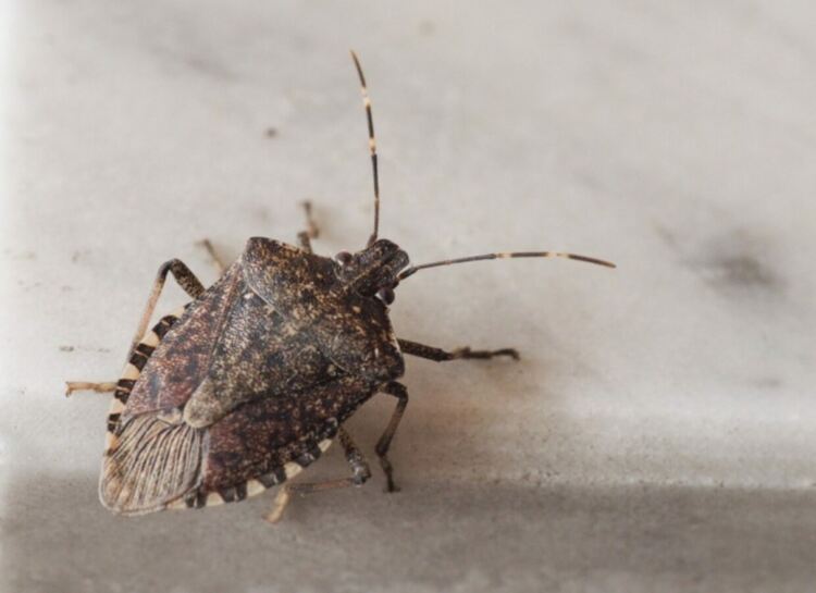 Нашествие на миризливки - разясненията на ентимолога