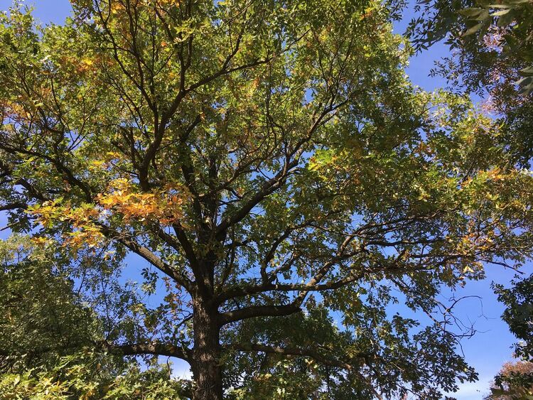 Слънчево с разкъсана висока облачност в понеделник
