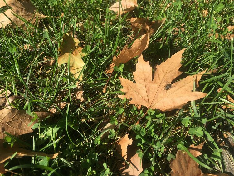 Облачно с превалявания