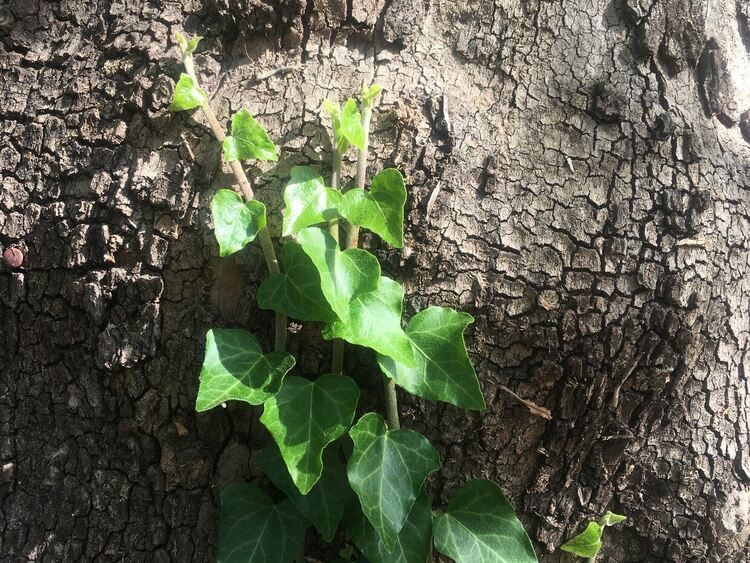 Облачно, на места слаби превалявания