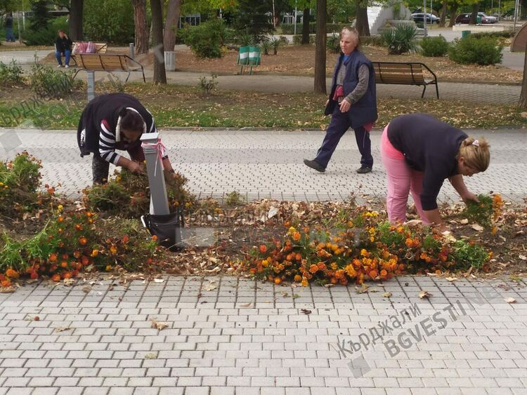 Засаждат есенни цветя в Кърджали, градинките готови за Деня на града