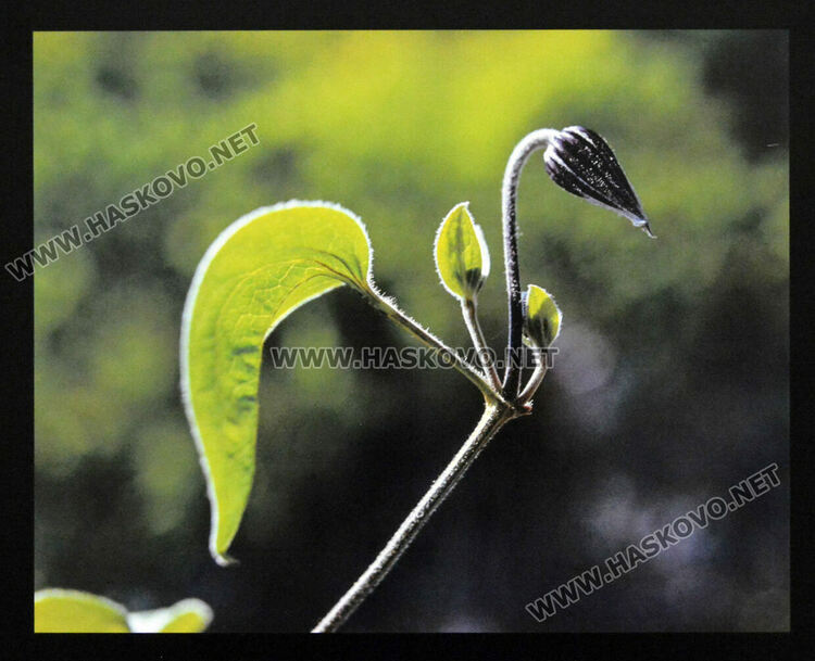 Показаха ретроспективна изложба на фотографа Илия Мирчев в Хасково