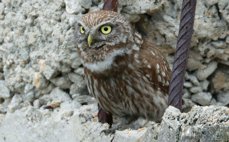 Посланикът на Полша ще открие в Димитровград самостоятелна фотоизложба „Птиците на България през очите на един поляк“