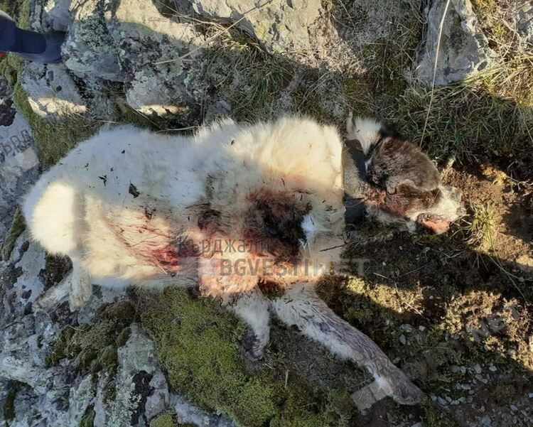   Ловци простреляха овчарско куче вместо диво прасе и го оставиха да издъхне
