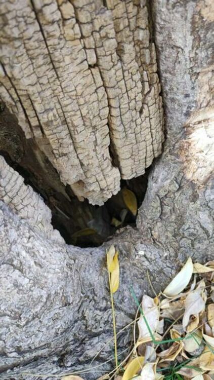 На ул. „Кракра“ се извършва оформяне на короните и есенно кастрене на дърветата