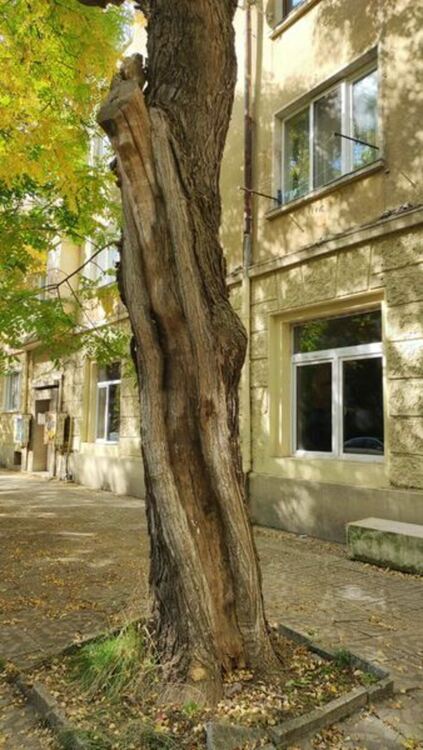 На ул. „Кракра“ се извършва оформяне на короните и есенно кастрене на дърветата