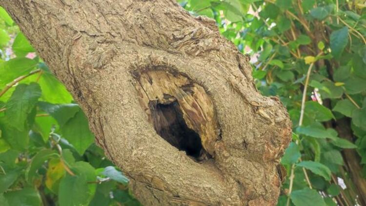 На ул. „Кракра“ се извършва оформяне на короните и есенно кастрене на дърветата