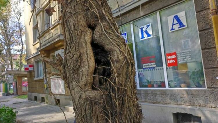 На ул. „Кракра“ се извършва оформяне на короните и есенно кастрене на дърветата