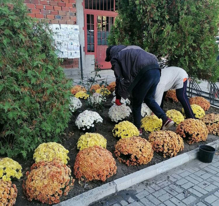Десетки хризантеми разкрасиха село Градина