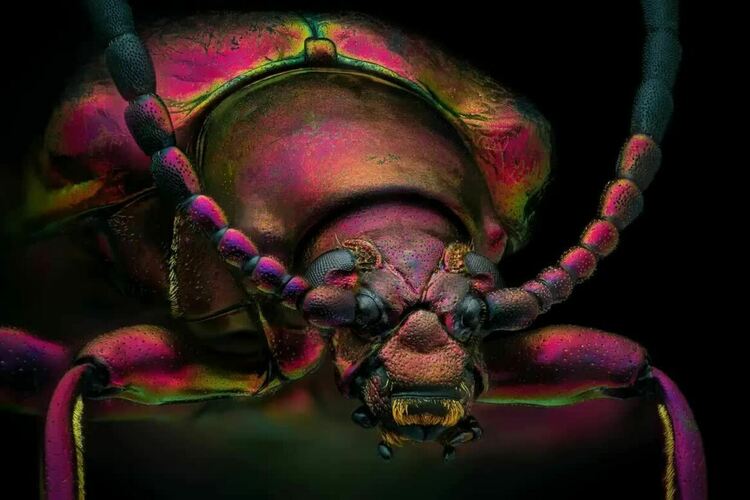 Чудовищата от малкия свят