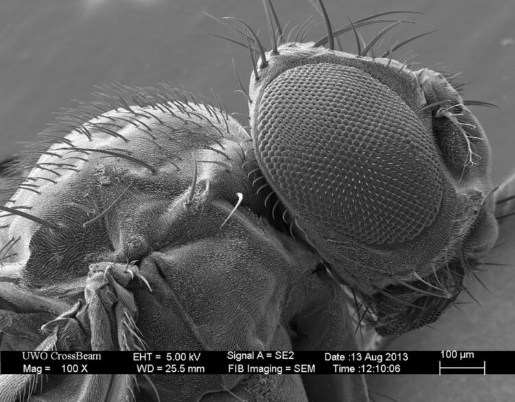 Чудовищата от малкия свят