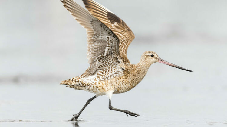 Бекас постави нов световен рекорд по летене