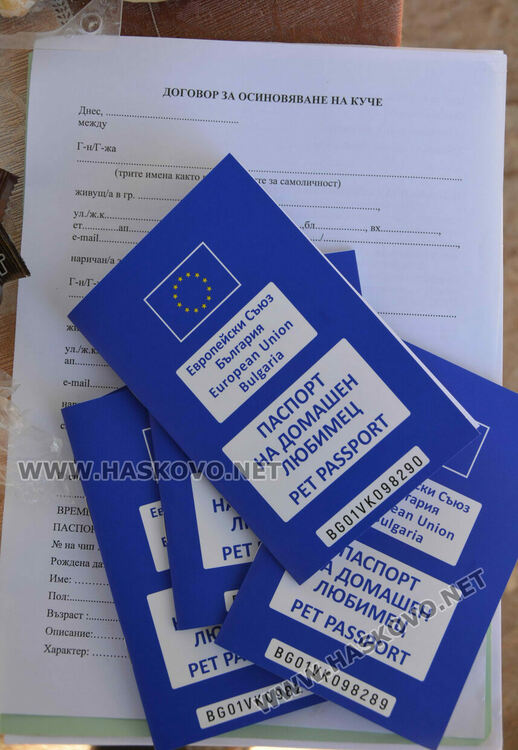 Зоодоброволци от Хасково предлагат изоставени кучета за осиновяване 