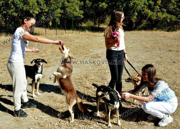 Зоодоброволци от Хасково предлагат изоставени кучета за осиновяване 