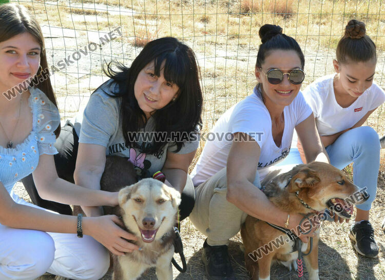 Зоодоброволци от Хасково предлагат изоставени кучета за осиновяване 