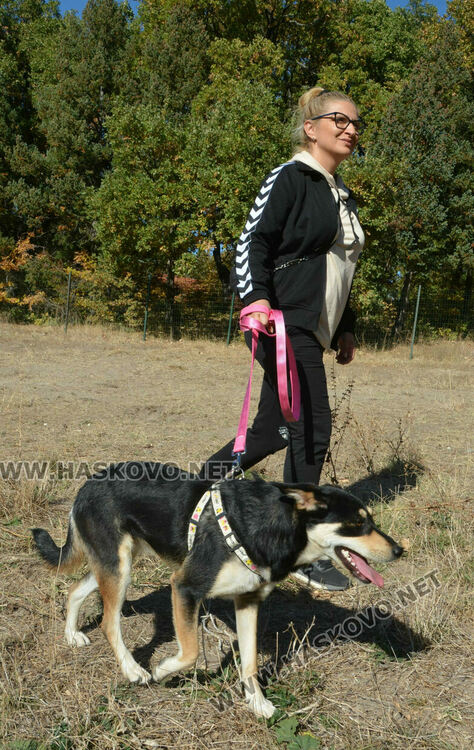 Зоодоброволци от Хасково предлагат изоставени кучета за осиновяване 