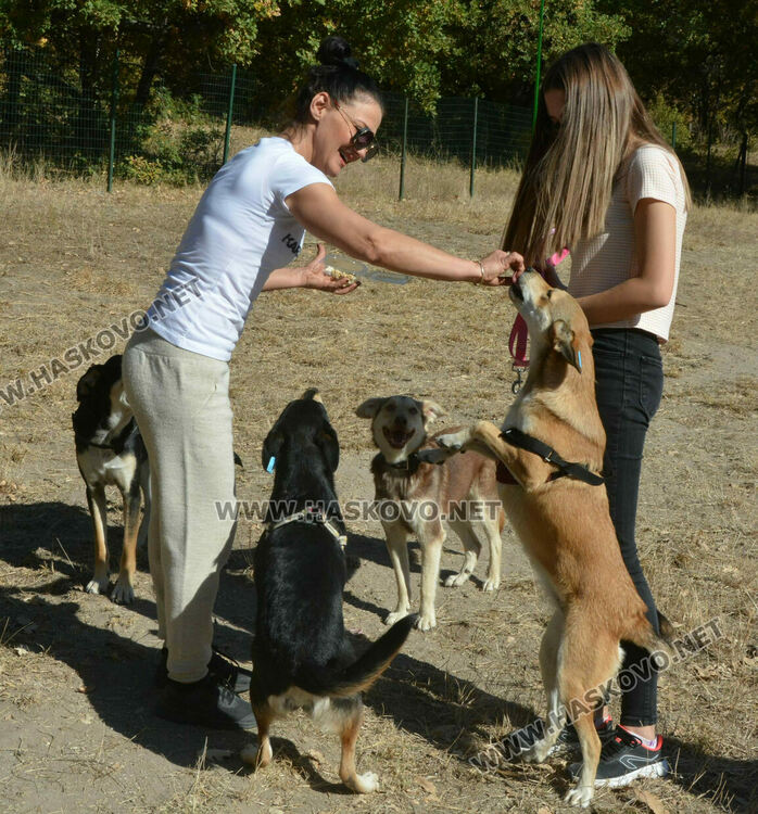 Зоодоброволци от Хасково предлагат изоставени кучета за осиновяване 