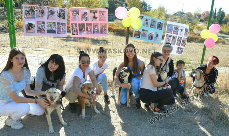 Зоодоброволци от Хасково предлагат изоставени кучета за осиновяване 