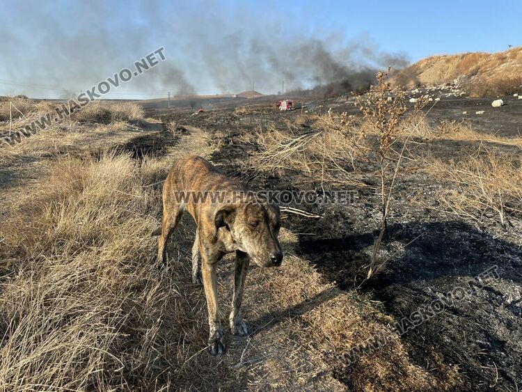 Пожар избухна в сухи треви между „Бадема“ и „Болярово“ 