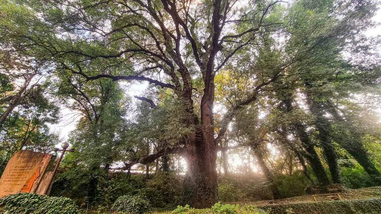 Полският ясен до Извора на Белоногата в Харманли е с две номинации в конкурса "Дърво с корен"