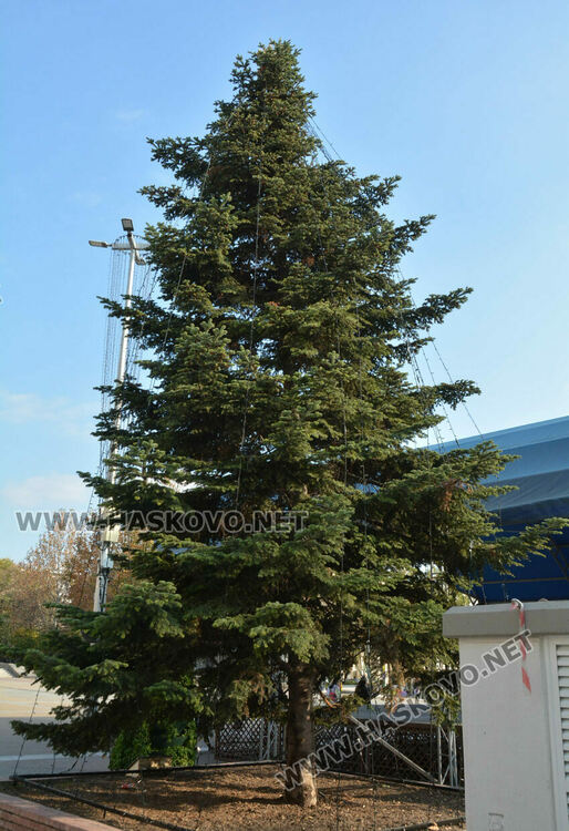 За първи път украсиха елхата пред Бизнес центъра в Хасково