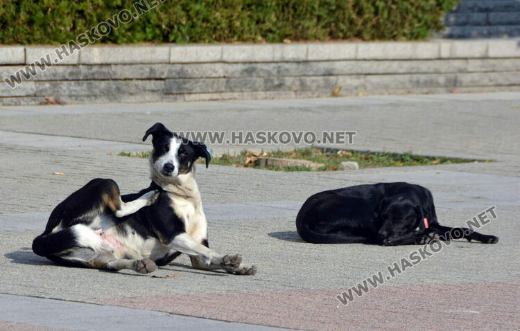 Есенна поддръжка на градинките в центъра на Хасково