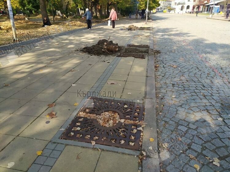 Садят нови дръвчета по бул.”България”, Общината спази обещанието си