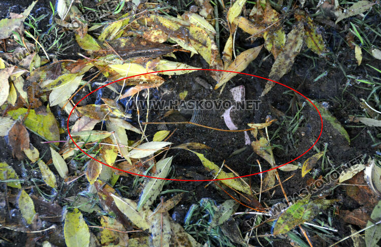 Есенна поддръжка на градинките в центъра на Хасково